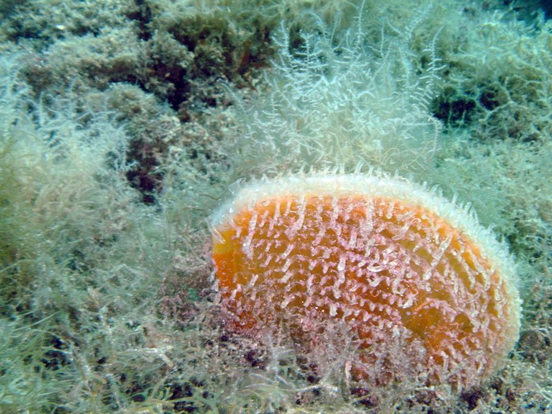 2012-09-12 14-38-30 Ludo.jpg